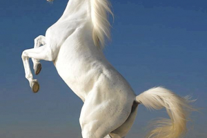 Koń - prawdziwy przyjaciel człowieka